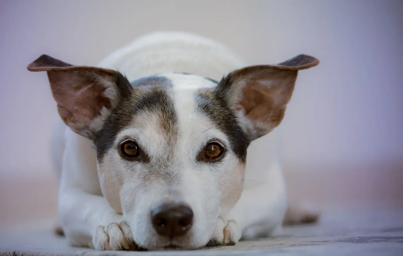 An adoptable dog at the SPCA of Brazoria County